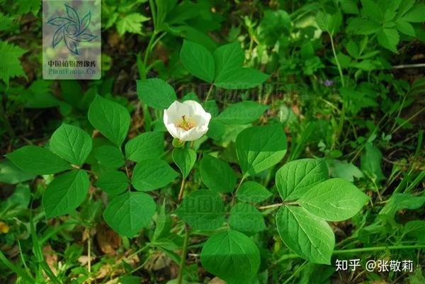 草芍药,我国东北有野生,花小,叶形宽圆(周繇 摄)