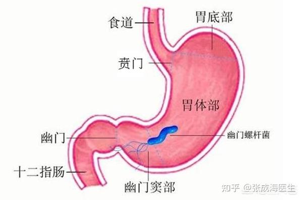 胃的解剖部位模式图