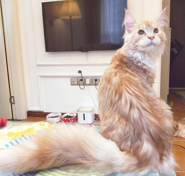 缅因猫最大可以长多大