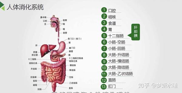 人体消化系统你知道么