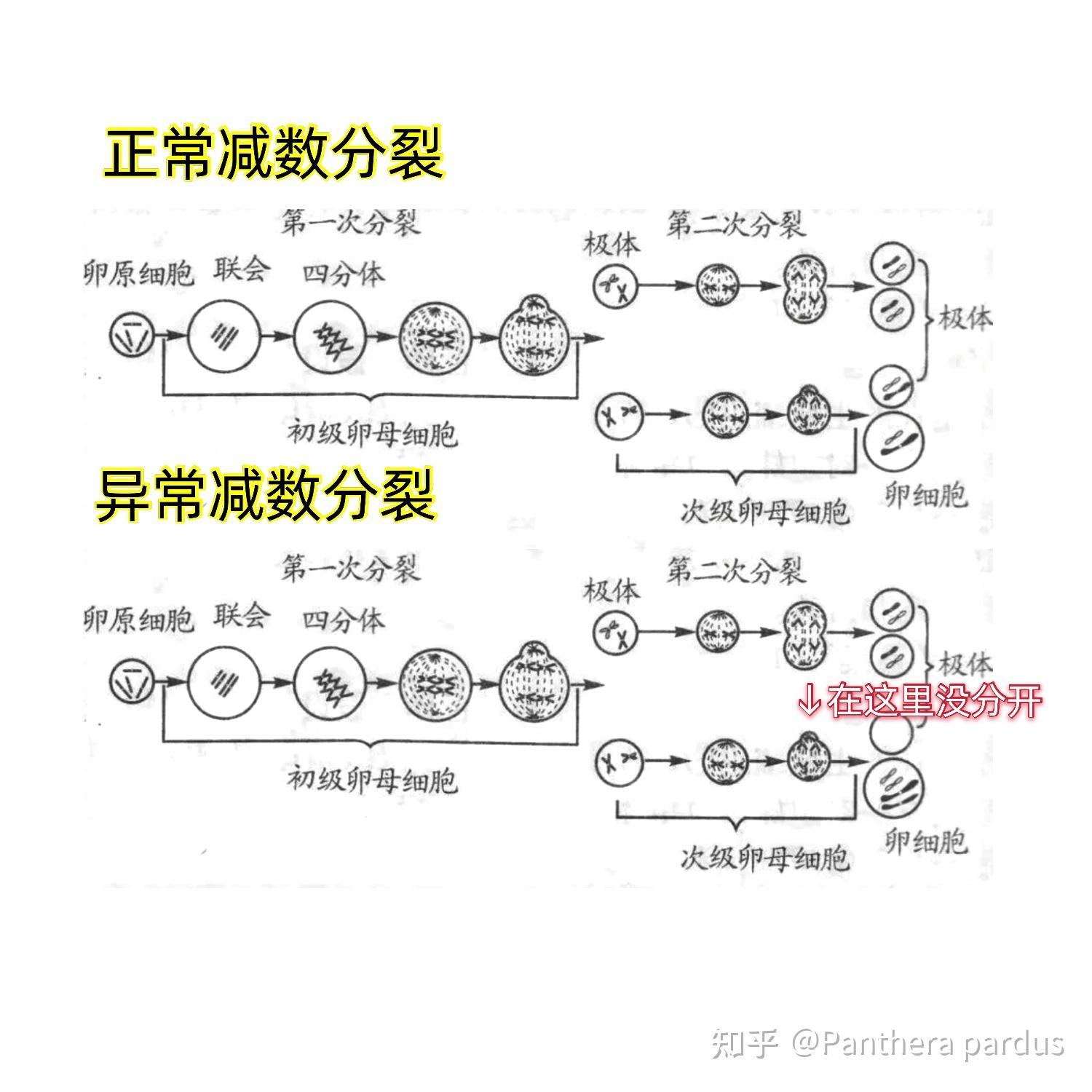 减数分裂xxy配子怎么形成的求图解