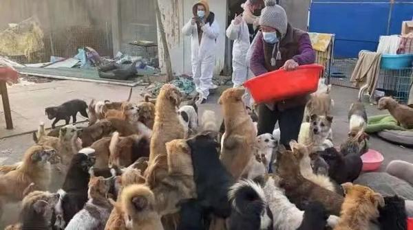 吴阿姨退休后将自己的后半生都奉献到了救助流浪猫狗这一事业