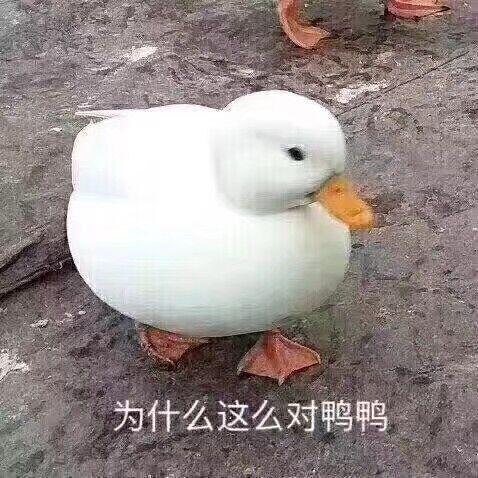你都存了哪些沙雕表情包
