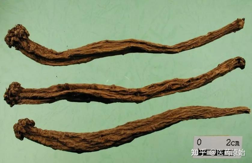 l.t.shen或川党参codonopsis tangshen oliv.的干燥根.
