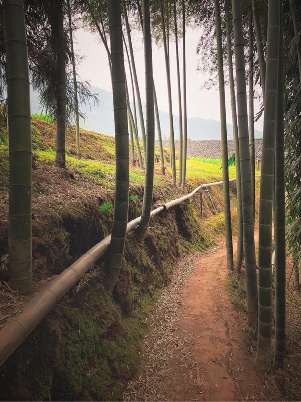 蜀南竹海,竹间的小道.