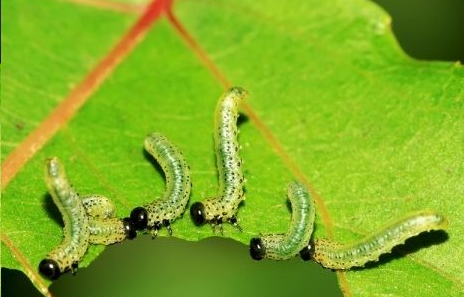 蓝妖月季上一排排的青虫其实是月季叶蜂的幼虫教你一招轻松搞定