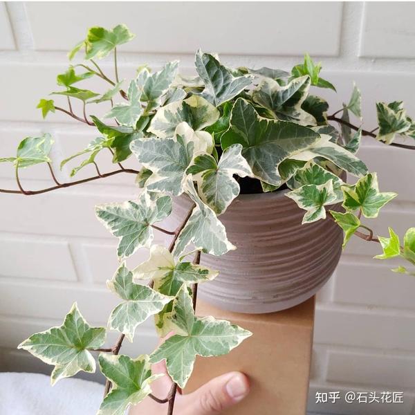 这种植物可以爬藤,可以垂钓,像石头家有26个品种的常春藤,它们的叶片