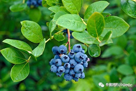 corymbosum)是发源在北美,英语名字northernhighbush blueberry(北方