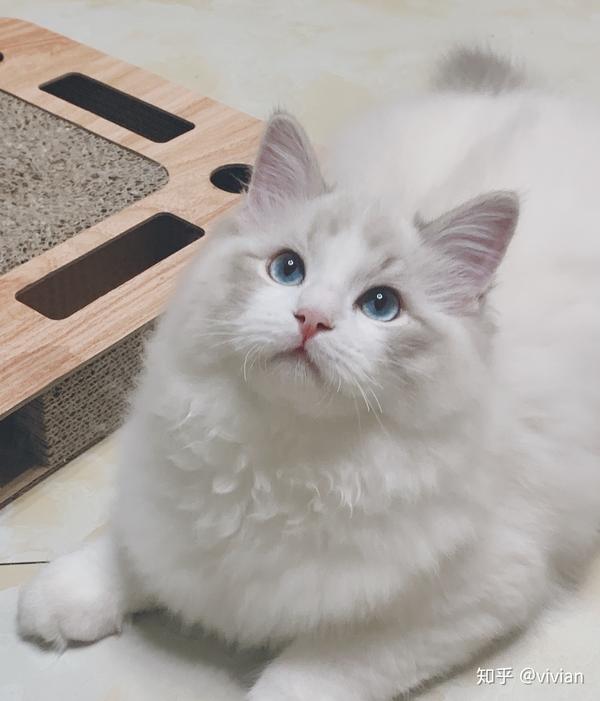 布偶猫为什么对个人都是绝育出售