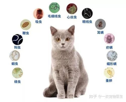 猫咪驱虫指南超全面