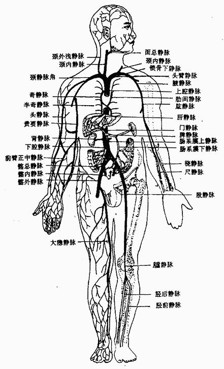 全身静脉系统 大循环的静脉可分为上腔静脉系,下腔静脉系和心静脉系