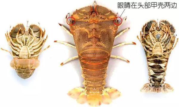 东方扁虾thenus orientalis