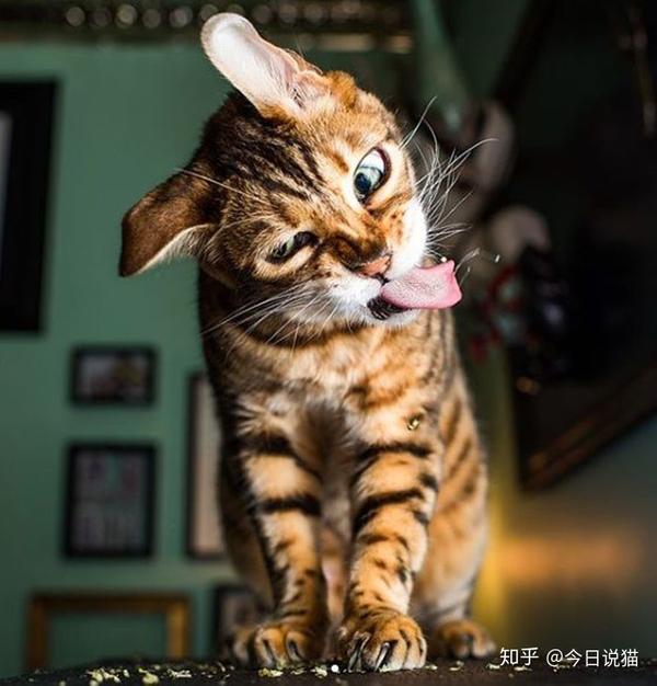 笑死了,一向高冷的喵星人吸食猫薄荷后秒变吸毒现场丑态百出