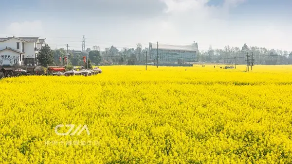 来崇州这片油菜花海,收获惊艳的春天