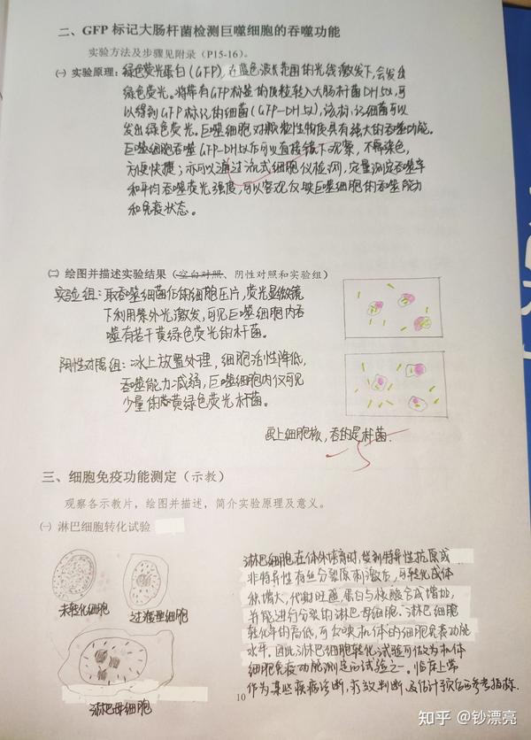 医学免疫学实验报告