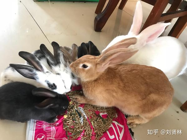 母兔子,每个月一窝小兔子,是不是对母身体兔子不好?蜱虫很多怎么v兔子图片