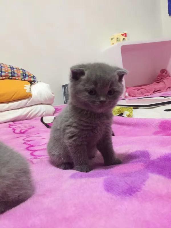 求广大网友帮忙看下是不是英短蓝猫?