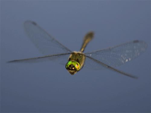 蜻蜓,飞行界的王者,科学家研究多年,仍未完全搞清楚蜻蜓的秘密