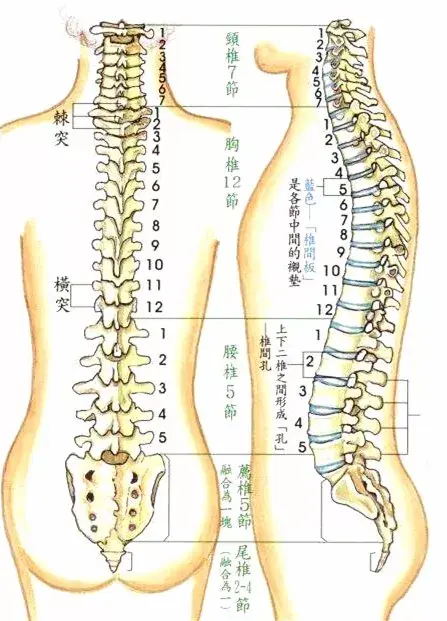 颈椎,胸椎,腰椎和骶椎.