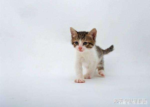 拿破仑猫多少钱一只,拿破仑猫价格