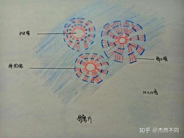 组胚红蓝手绘图第三课