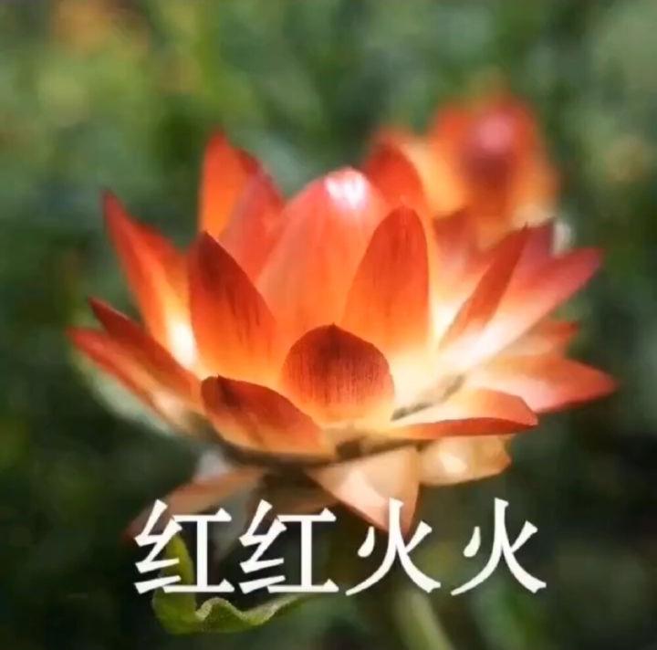 超甜情头 | 红红火火!吉祥如意!