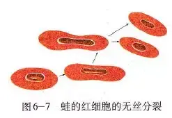 教材精读细胞的增殖