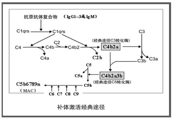 补体的三种激活途径,你了解吗