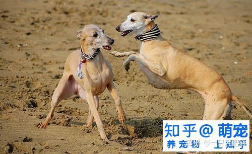 惠比特犬宝宝刚进家要注意什么