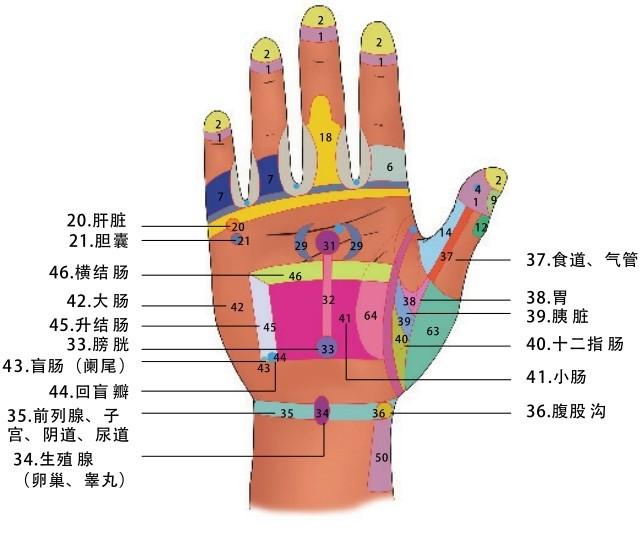 手部反射区 - 活动手脚少生病:超简单手指操和按摩法