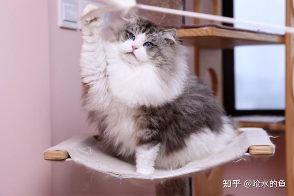 布偶猫的山猫色花纹