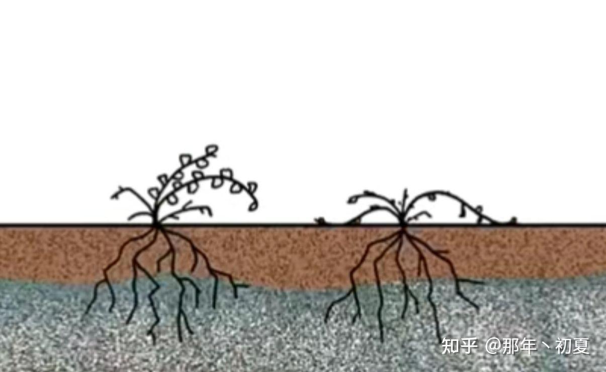 土壤盐碱化土壤盐碱化的危害