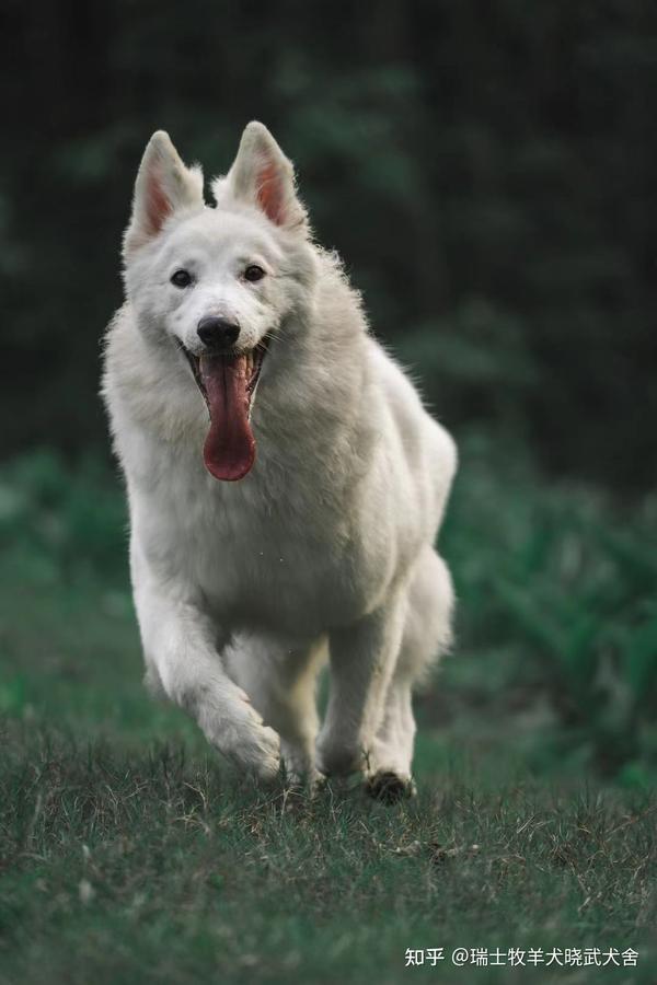 白色德牧 瑞士牧羊犬