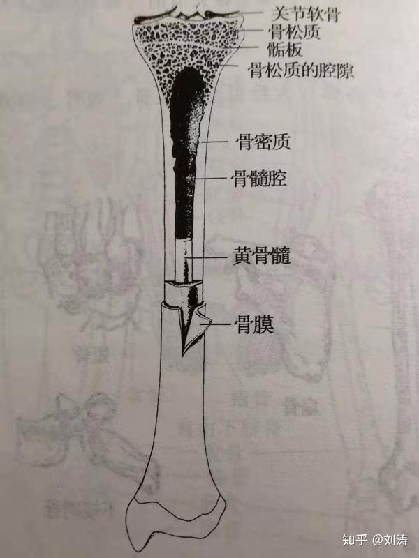 骨骼系统一骨3骨的结构