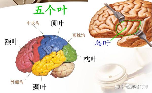 解剖&影像 ~ 脑实质ct断层解剖