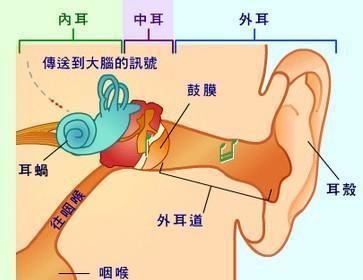 你的孩子有外耳道吗?