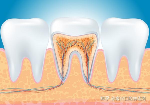 这是因为过大的外力使牙周膜损伤,甚至损伤了牙槽骨,使牙齿发生松动