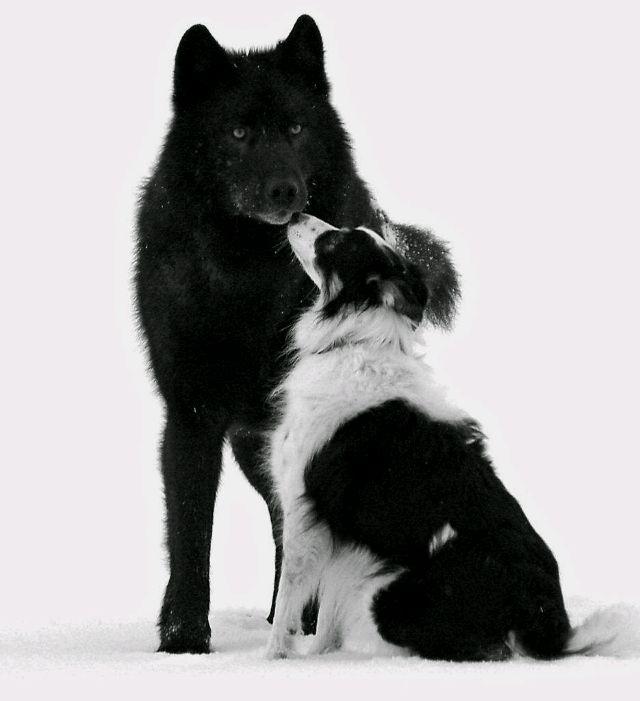 阿拉斯加有一只名为romeo的孤狼自03年冬天对一位附近居民的狗感兴趣