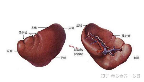 心肝脾肺肾滋养五脏的食材你知道哪些