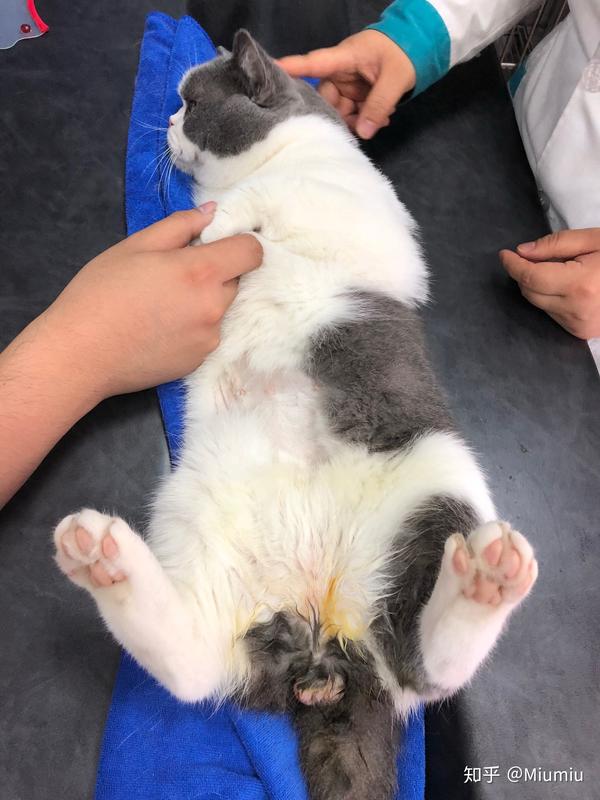 猫绝育的时候真的需要演戏吗?