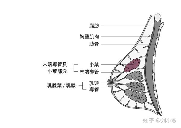 一般如果是硬块,边界应该是清楚,囊性,活动度应该好,可能是纤维腺瘤