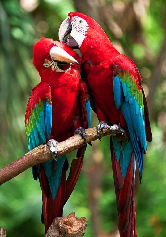 环球译介|the big tree is watching you|植树节特辑