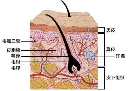 人体皮肤构造及运行