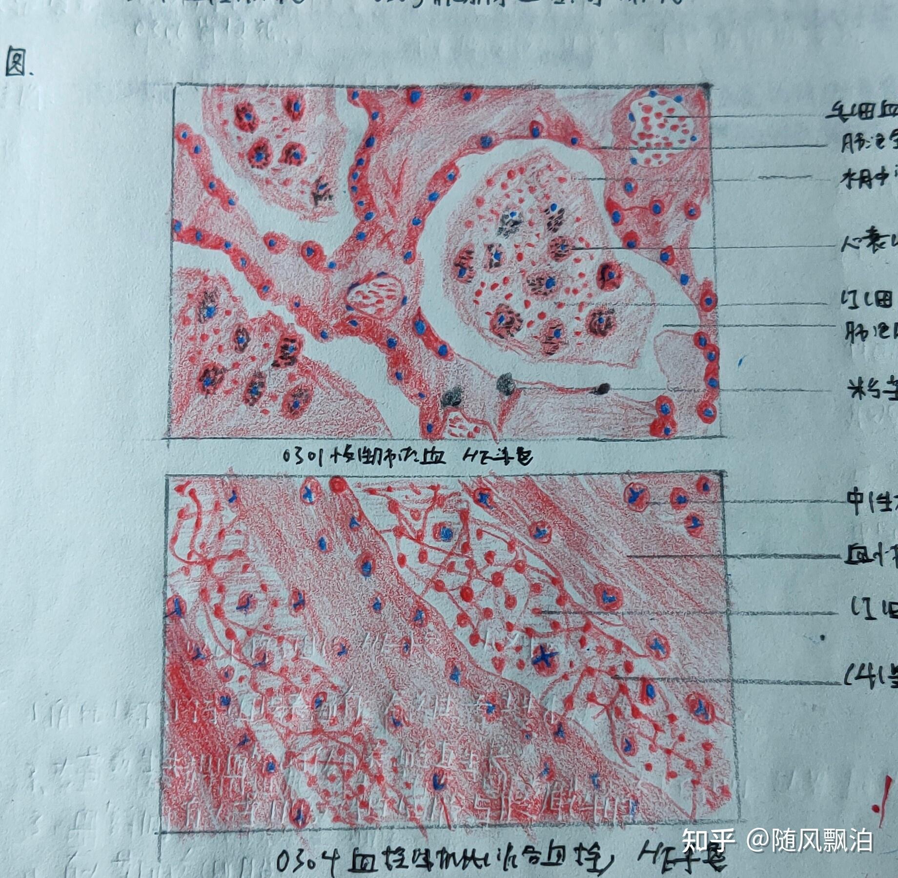 病理切片绘图红蓝铅笔