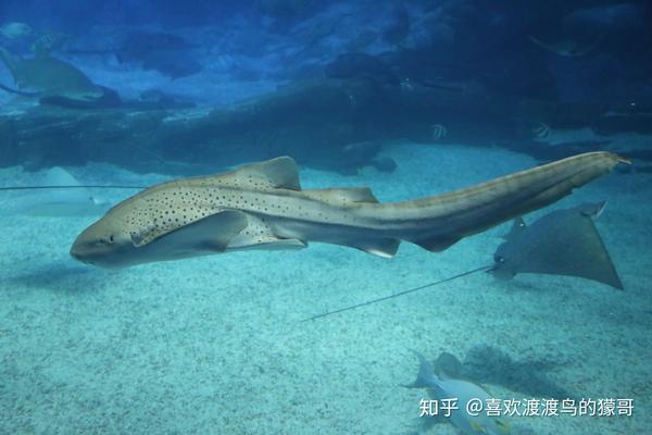 豹纹鲨性感不温纯的濒危en海洋生物