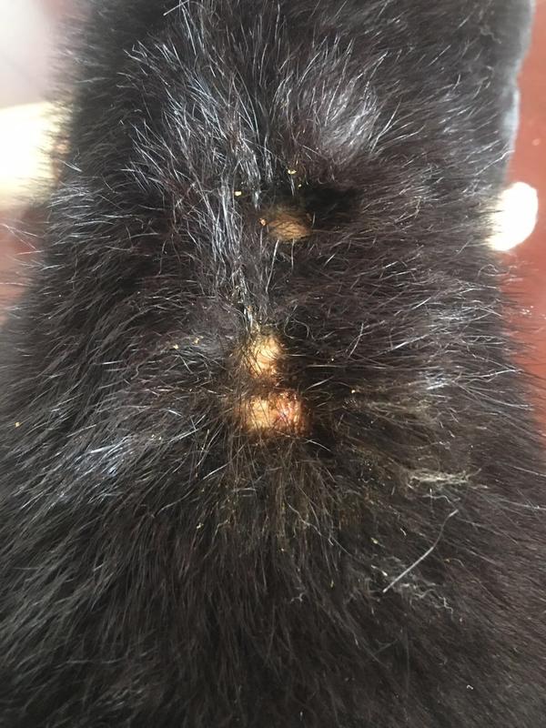 如何预防柴犬得皮肤病有一个窍门最简单也最有效