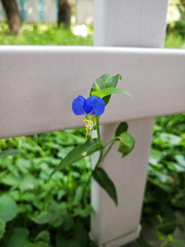 鸭跖草