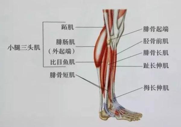 提踵训练,打造小腿肌肉还得靠它!