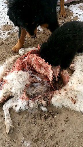 被狼咬死的羊还可以吃吗?