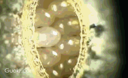 南方的蟑螂真的很可怕吗?